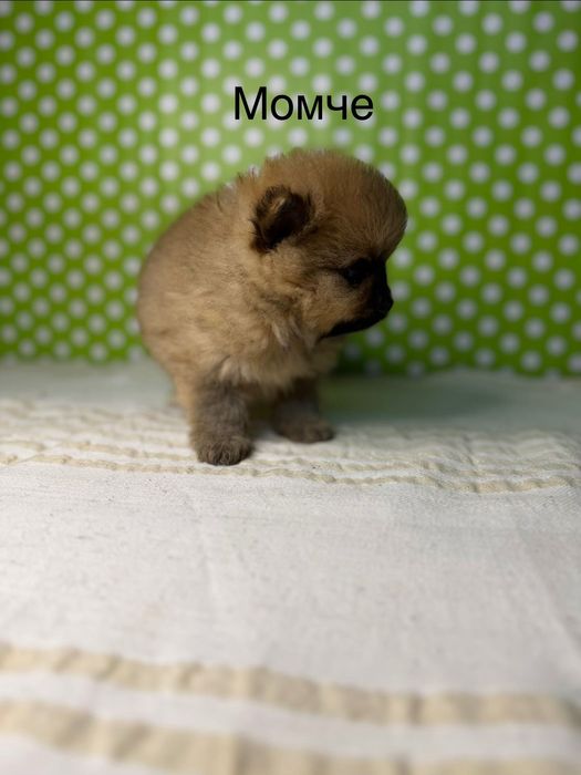 Померан мини  померанчета