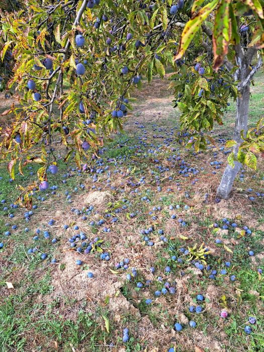 Prune anaspath pentru tuica