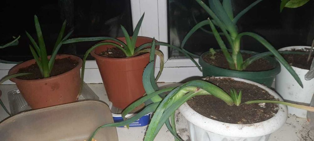 алоэ-вера лечебное