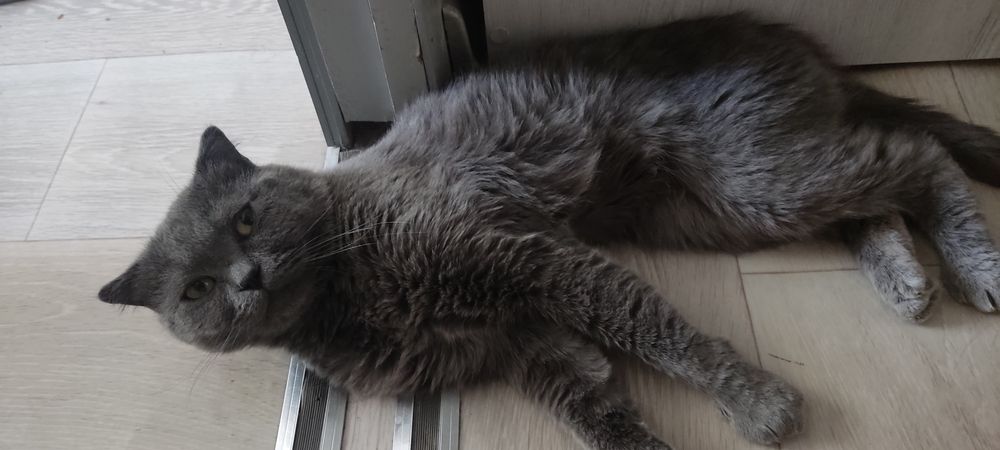 Отдам кота в добрые руки