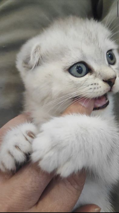 Scottish Fold 2 oylik