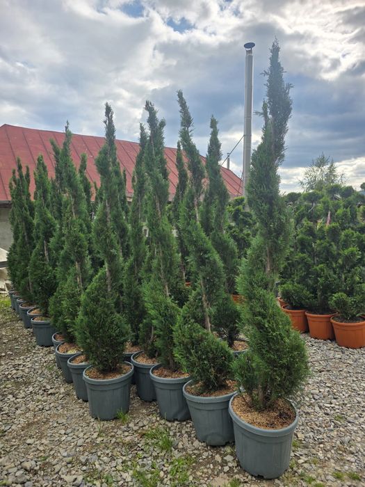 Amenajez gradini plante ornamentale