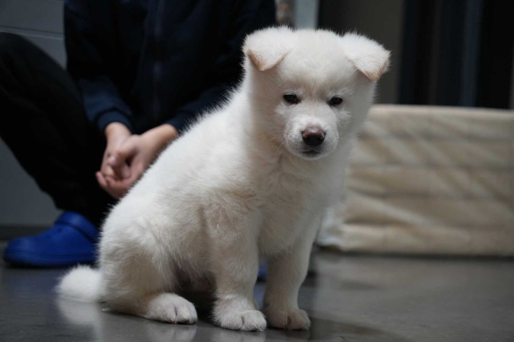 Akita Inu Japonez