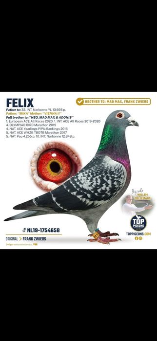 Porumbei cu origini de top