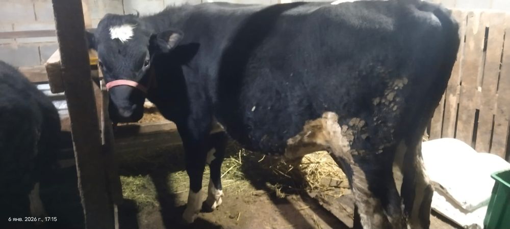 Продам   бычка породистый