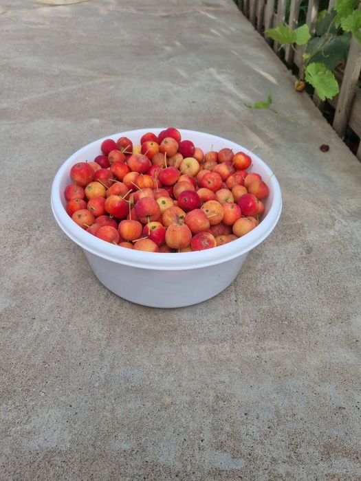 Продам ранетки  спелые
