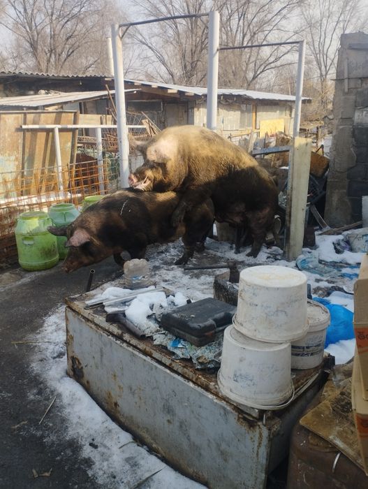 Продам рабочего кабана