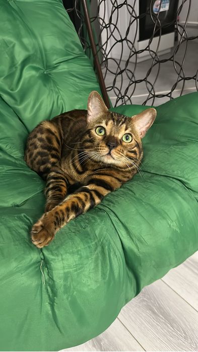 Бенгал на вязку с родословной