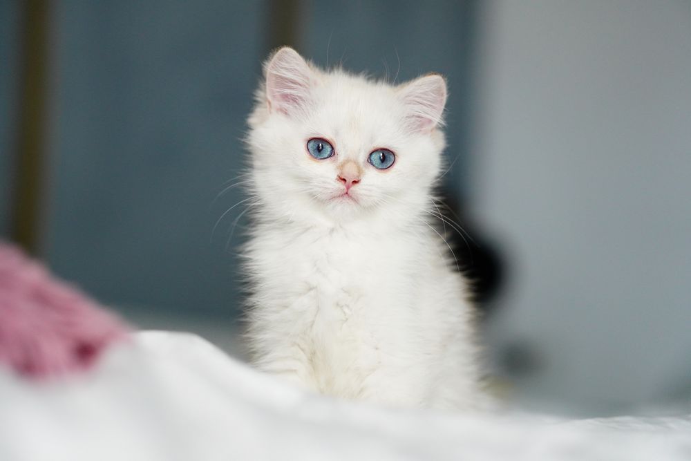 British Shorthair cu pedigree / femela
