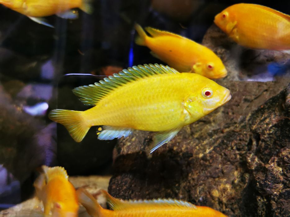 Ciclide africane (mbuna)