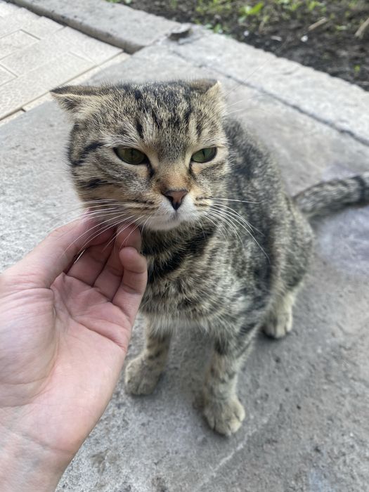 кошечка ищет дом