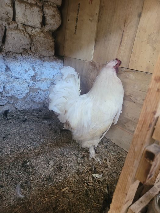 Brama xoroz va dakan xoroz