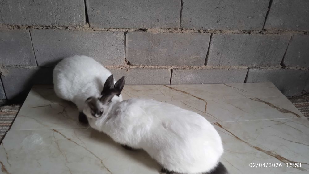 Quyonlar, kalliforniya quyonlar