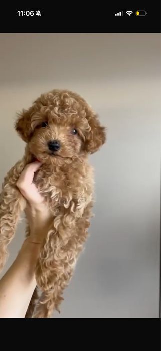 Той пудель, девочка 2,5 месяца