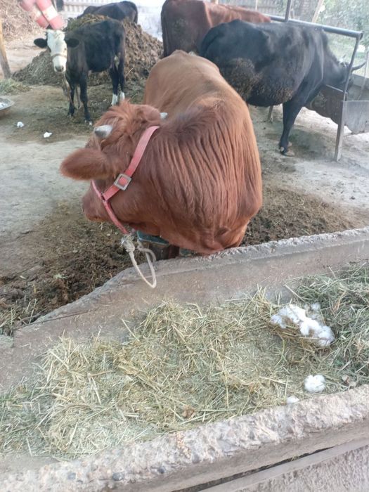 КораМоллар сотилади