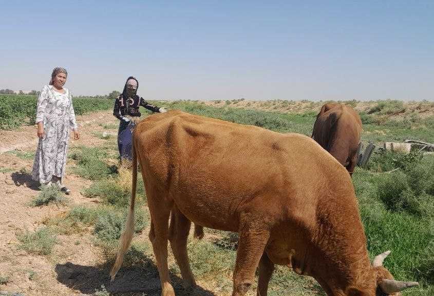 Yirik shoxli qora mol sotish