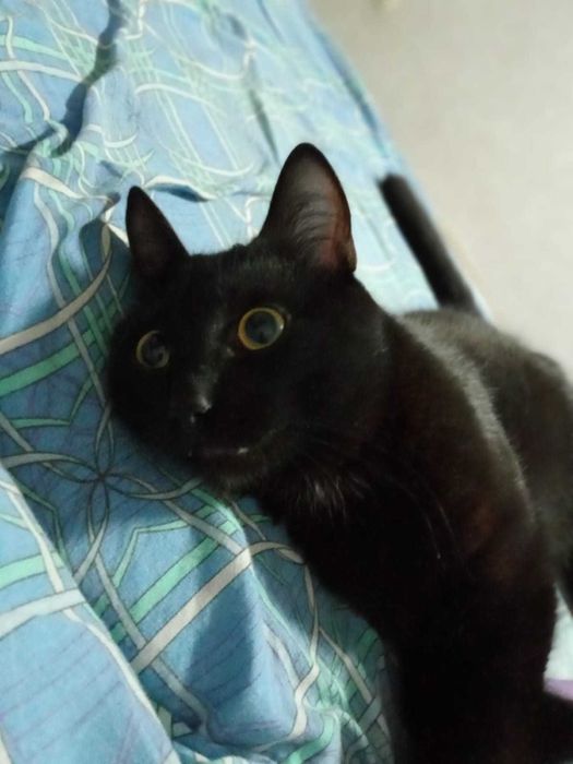 Котик в добрые руки