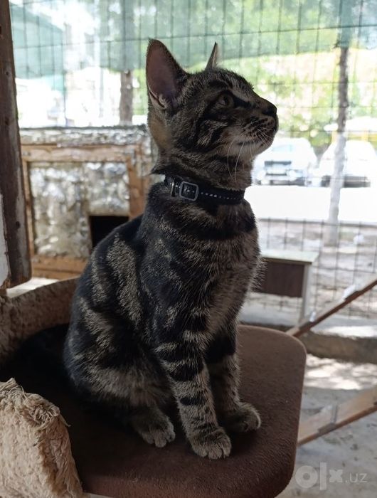 Котята подростки в добрые руки