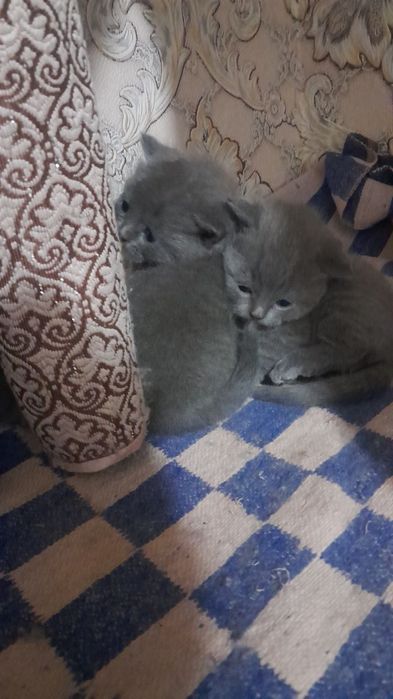 Мушукчалар сотилади