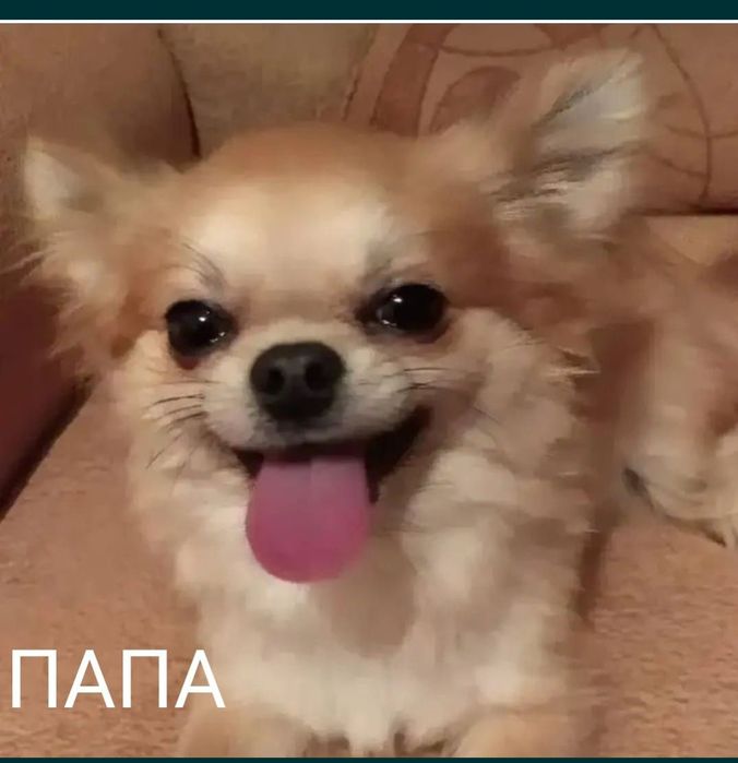 Щенок Чихуахуа (кобель)