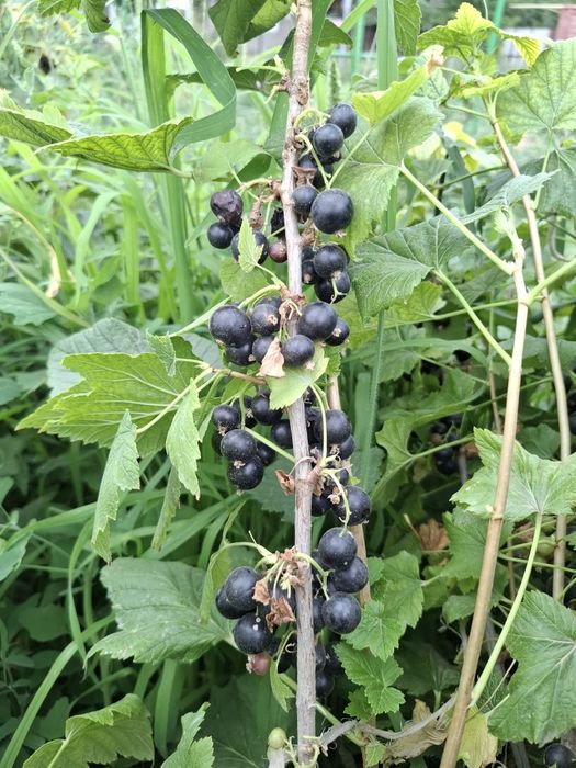 "Селеченская 2" қарақаты