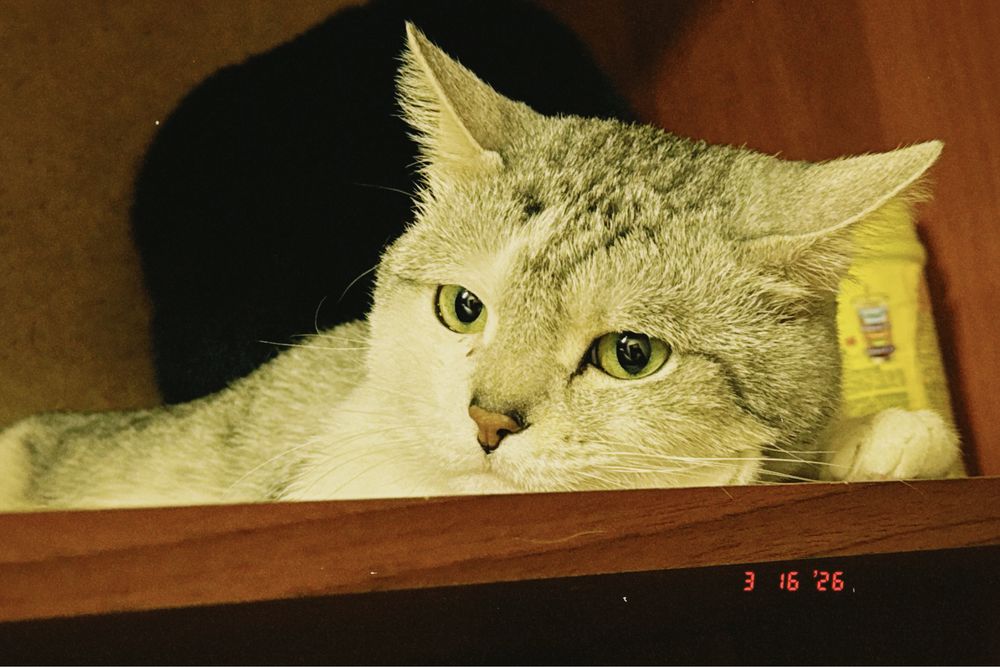 Отдам кота в хорошие руки