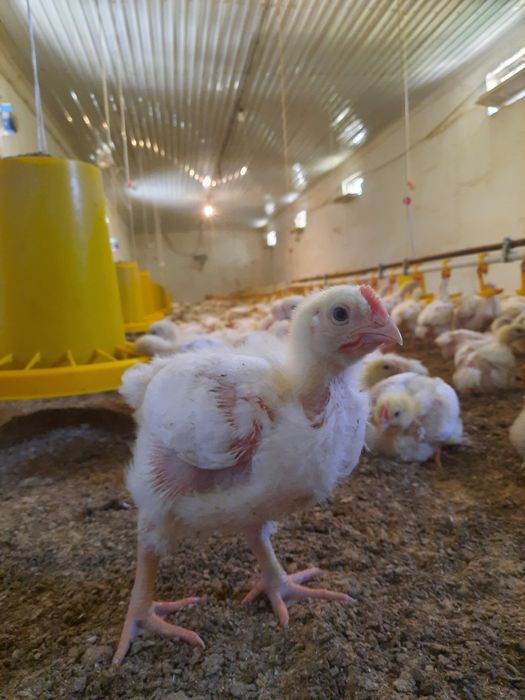 Бройлеры Росс 308