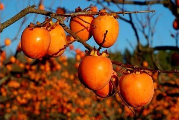 Pomi Fructiferi Exotici (KAKI ).