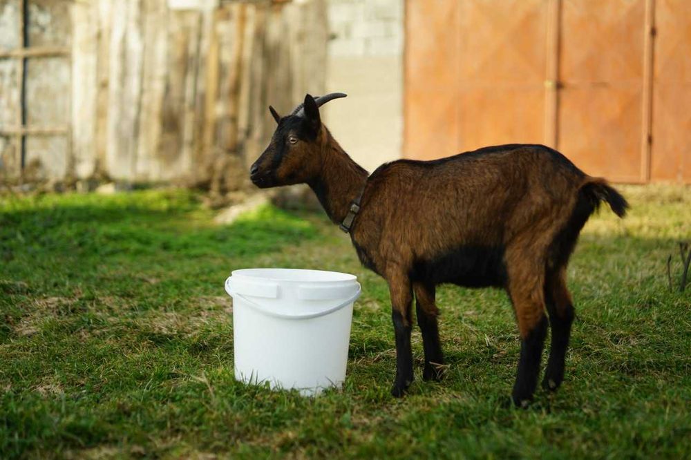 Vand Tap+ 2 Capre alpina franceza