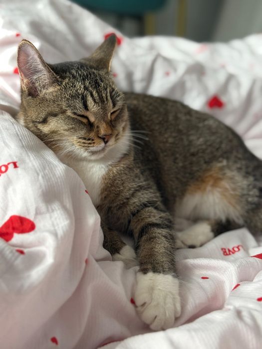 Кошка, спокойная