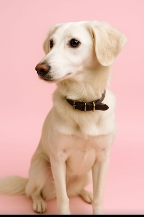 Отдам собаку в любящую семью