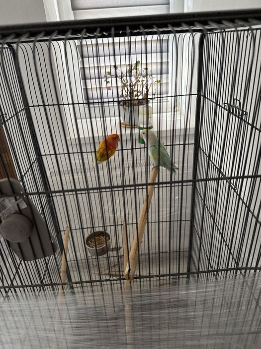 Vand papagali Agaponies ( amorezi)