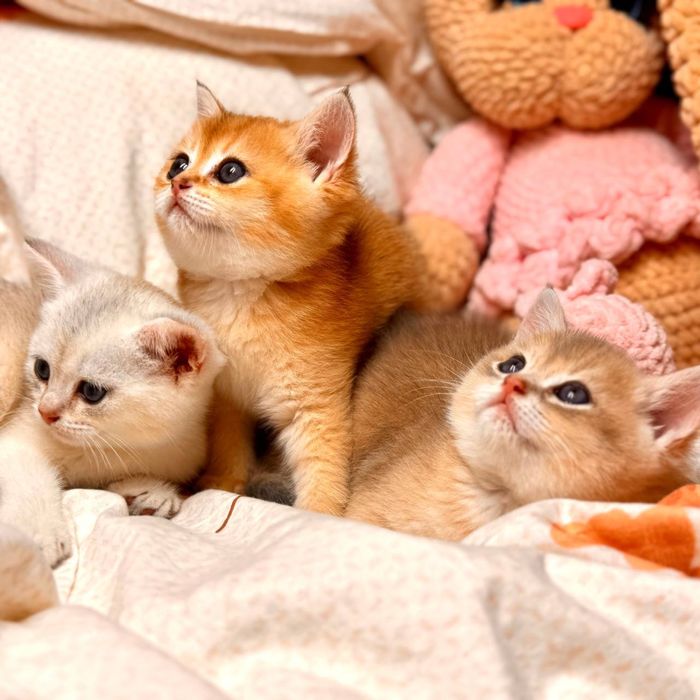 Британские короткошорстные шиншиллы