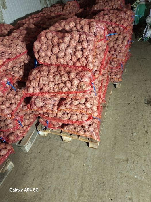 Cartofi consum rosu si alb