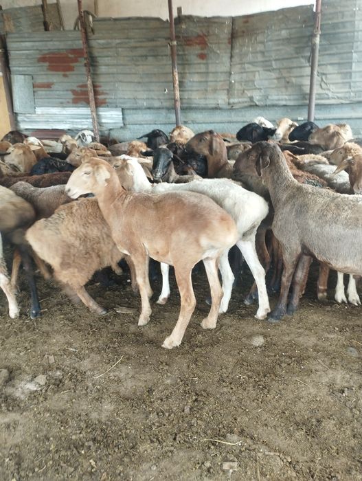 Баран бараны Алматы