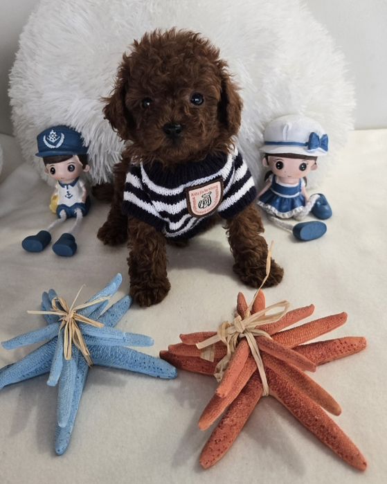 Пудел той Poodle toy родословие генетични тестове на родителите