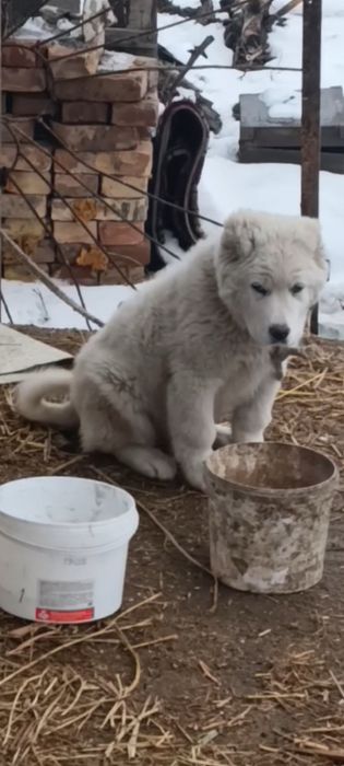 Щинок кавказская овчарка девочка