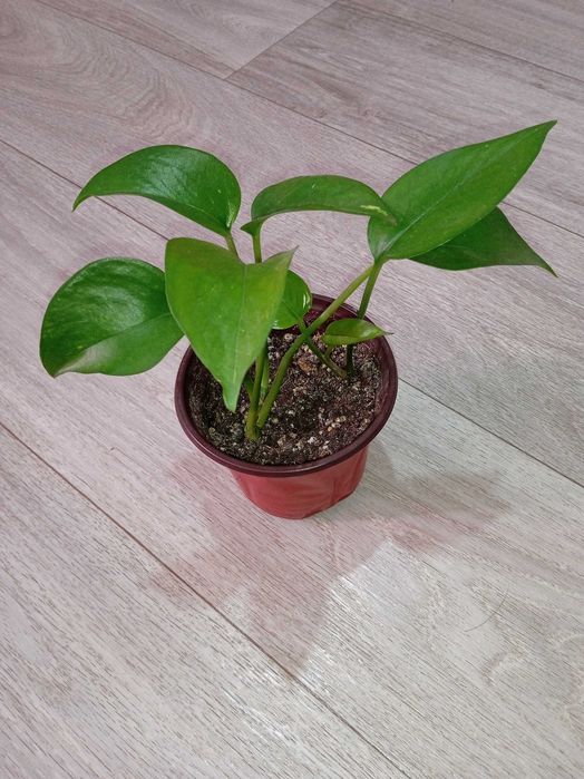 Продам комнатные растения