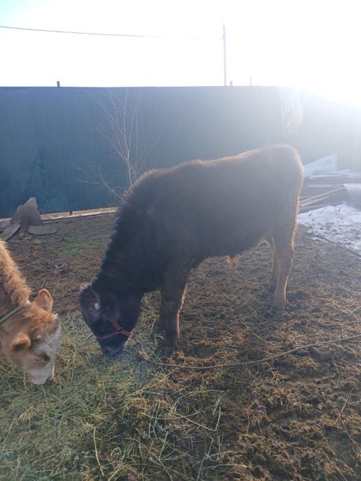 Бычок 10 месяцев продаёться