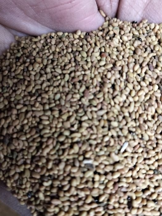 Жоңышқа ұрық  Петкустан откен