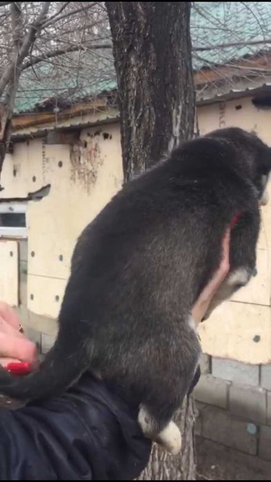 Голубоглазая милашка