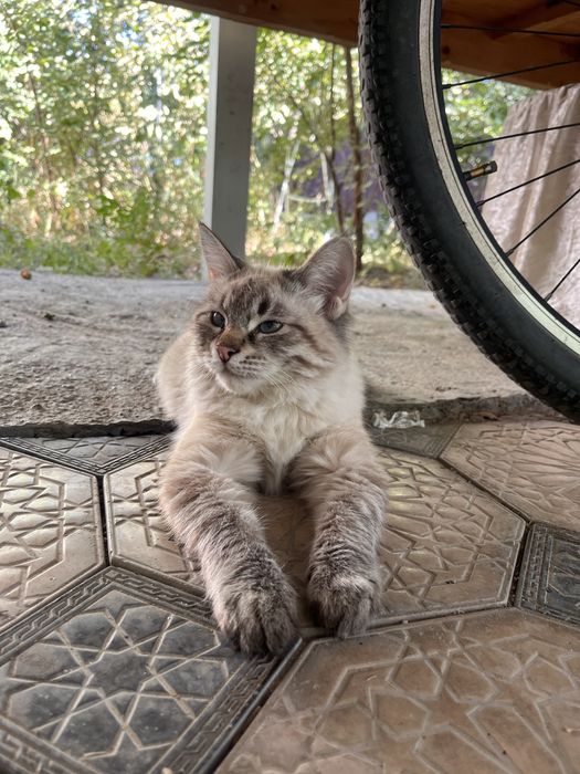 котенок с вещами