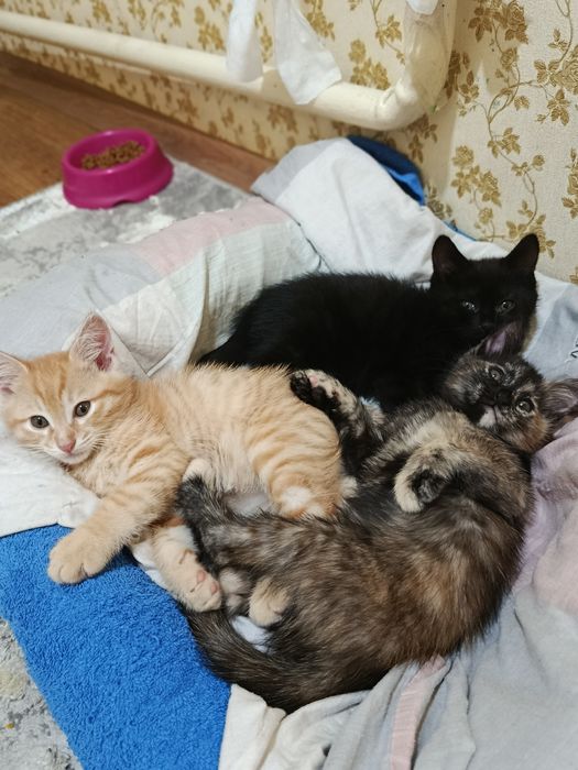 Отдам котят в хорошие руки