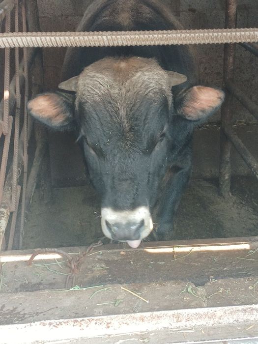 Продам 2 быков стоят на откорме