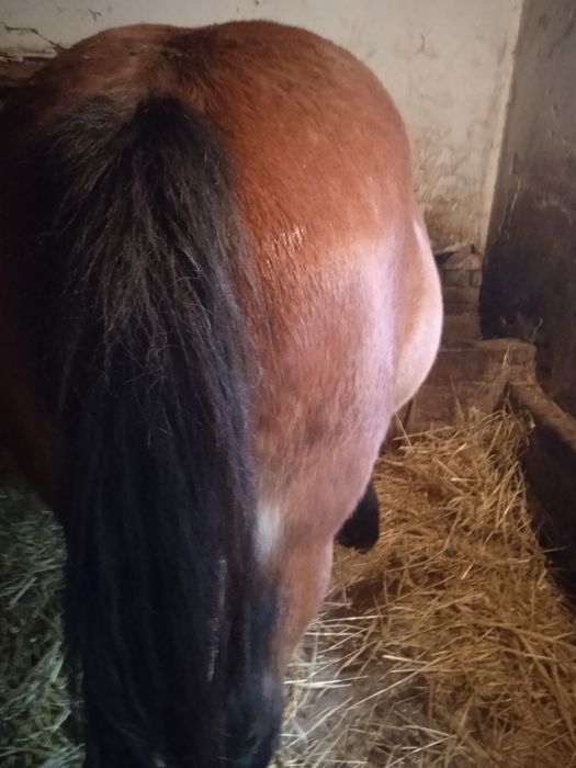 Iapa gestanta de 9 luni