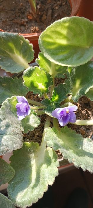 Комнатные цветы, разные