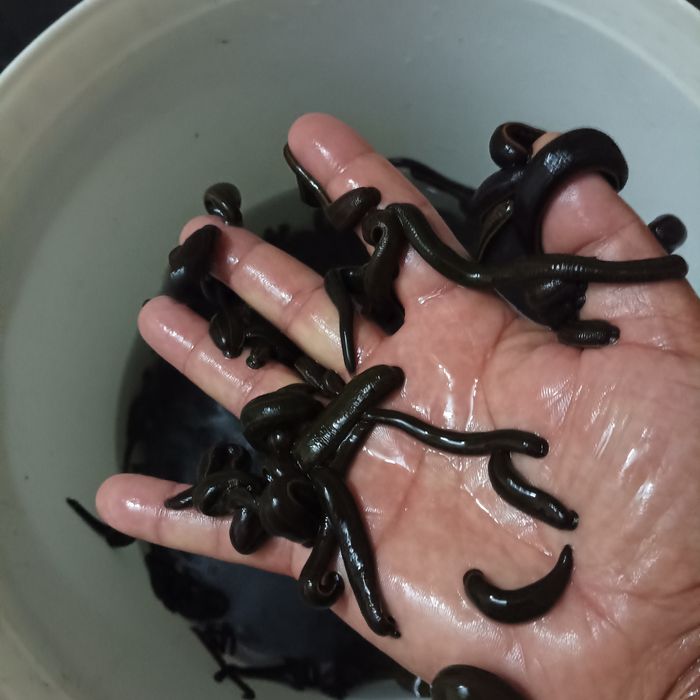 Zuluk пиявки Sotiladi