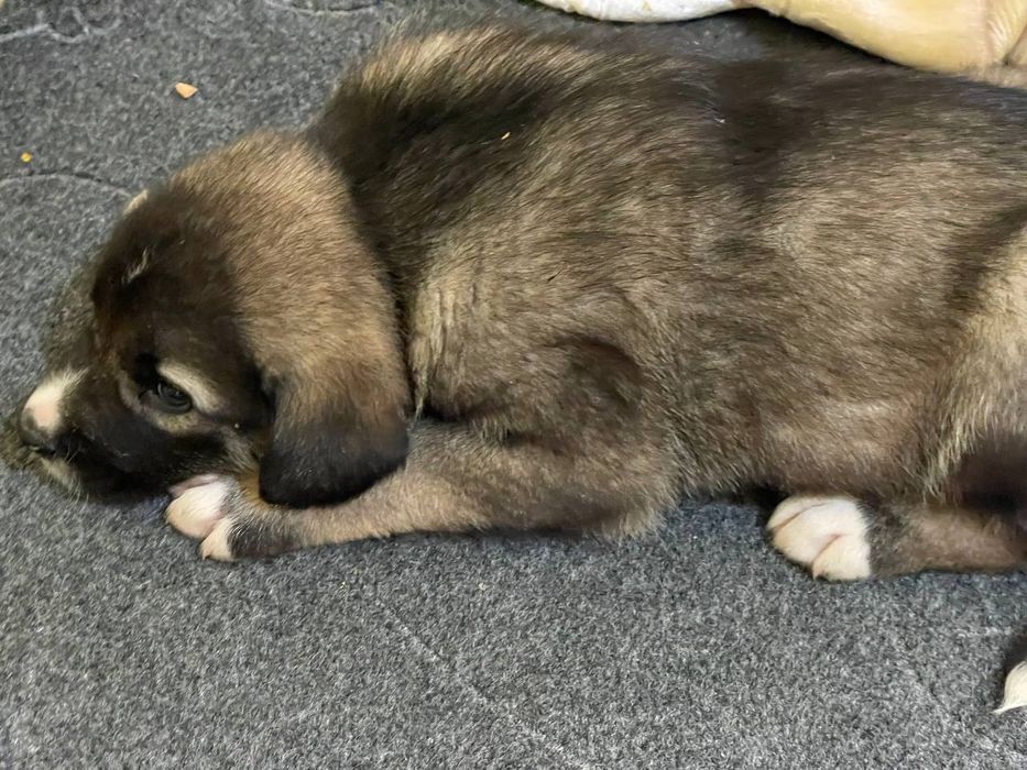 Zotdor cho'pon itlar