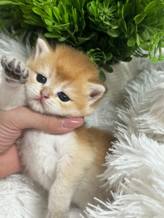 Британцы золотые шиншилловый