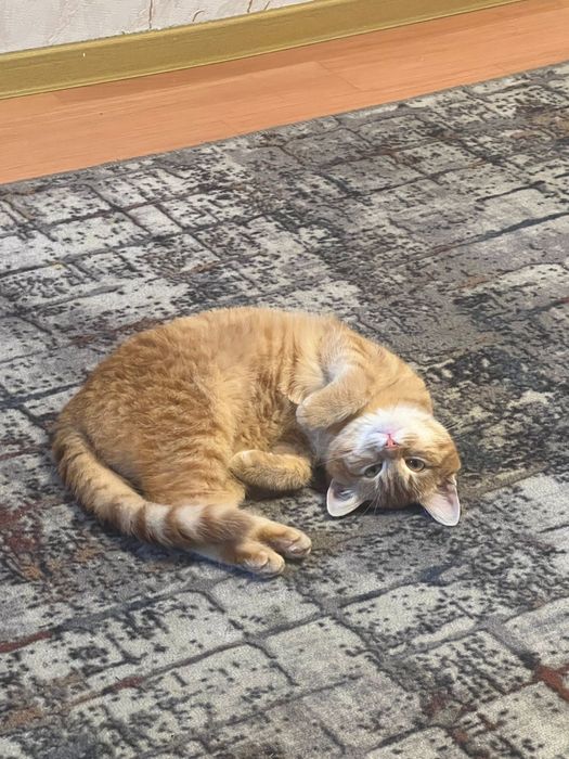 Котенок мальчик 5 мес